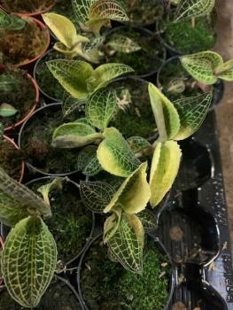 Anoectochilus siamensis x Macodes limii typ 1