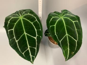 Anthurium crystallinum 'select Stripe