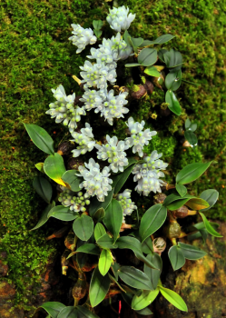 Dendrobium leucocyanum