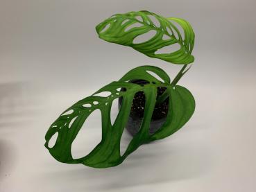 Preview: Monstera epipremnoides esqueleto popow orchids aracea plant