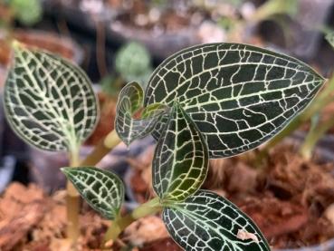 Preview: Macodes sanderiana x L. discolor orchids