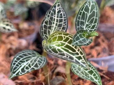 Macodes sanderiana x L. discolor