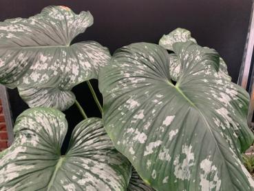 Preview: Philodendron mamei giant